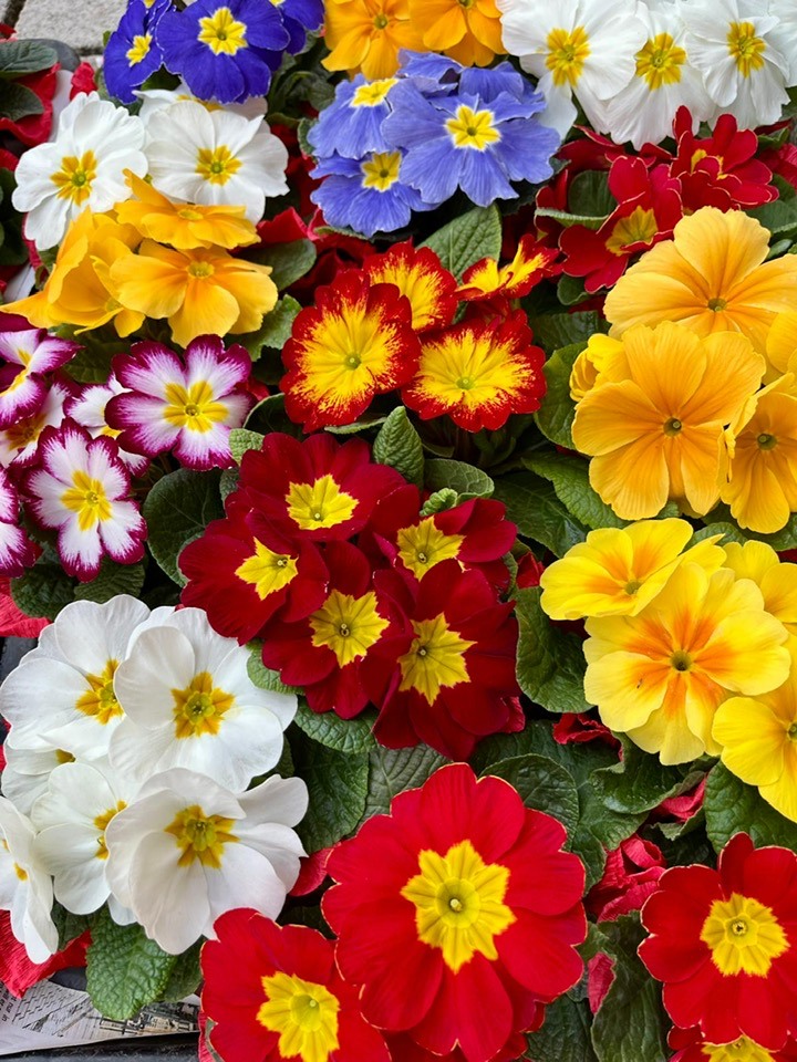 643870167_25307057265634976_461522288490552728_n